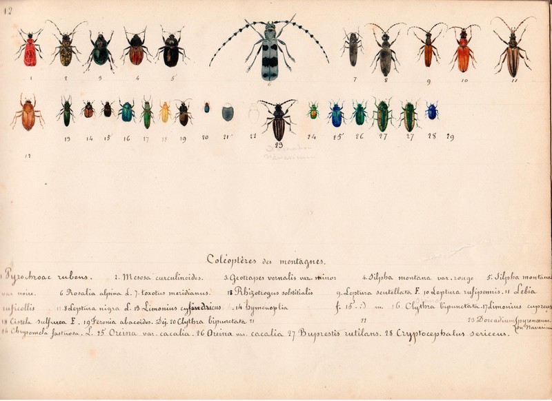 JAM, les Insectes des Pyrénées, aquarelle légendées et datée