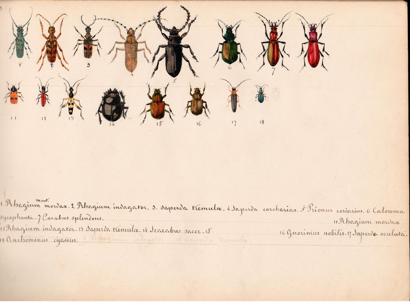 JAM, Les Insectes des Pyrénées, aquarelle légendée , vers 1870