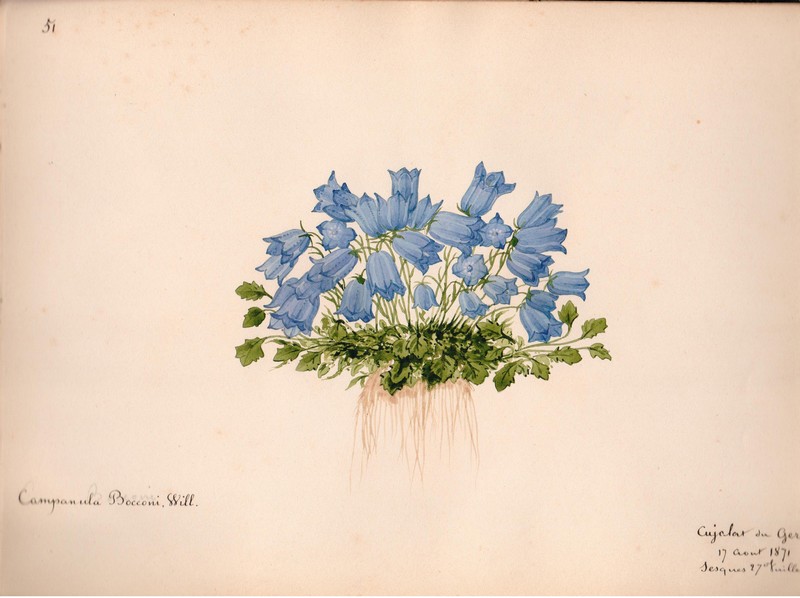 JAM, La Flore des Pyrénées, aquarelle légendée, située et datée