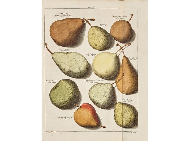 KNOOP (J.-H.) : Pomologie ou description...