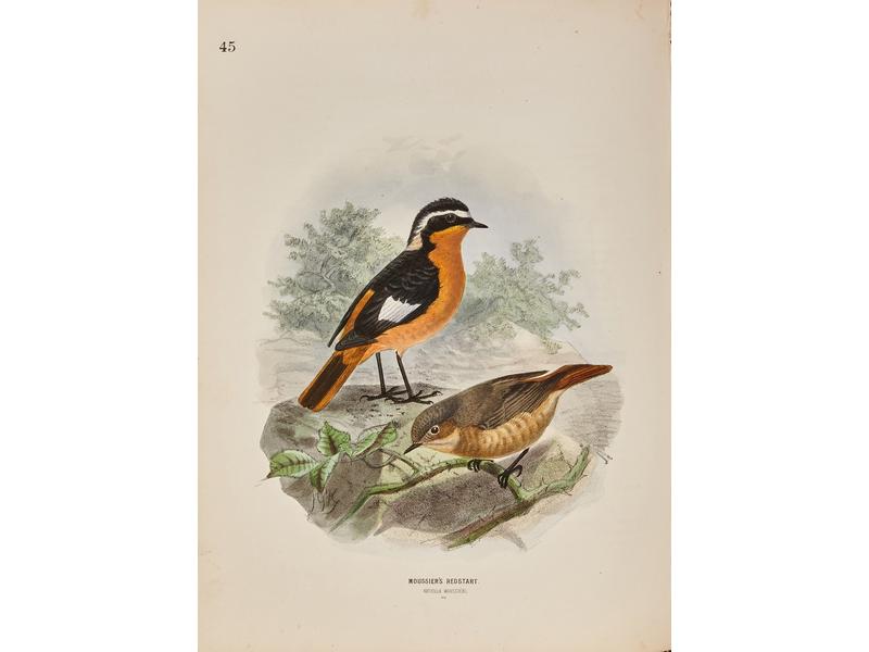 DRESSER (H.-E.), A History of the birds of...