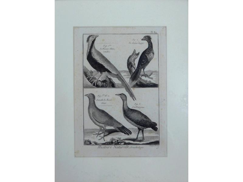 [HISTOIRE NATURELLE - ORNITHOLOGIE]