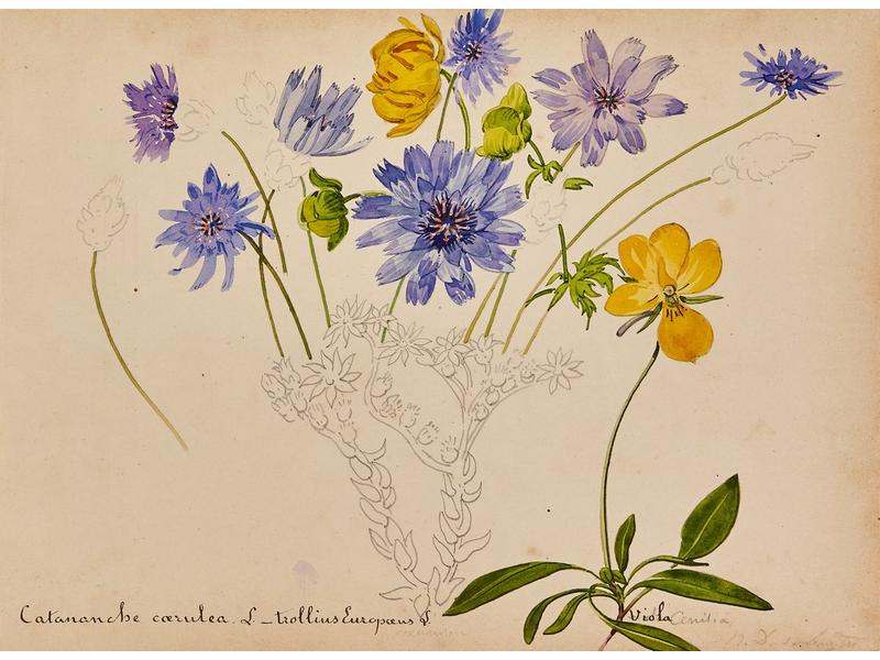 Comte Roger de BOUILLÉ dit JAM (1819-190...