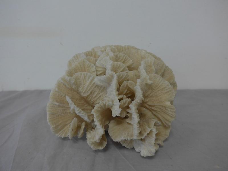 COQUILLAGE type corail blanc.
