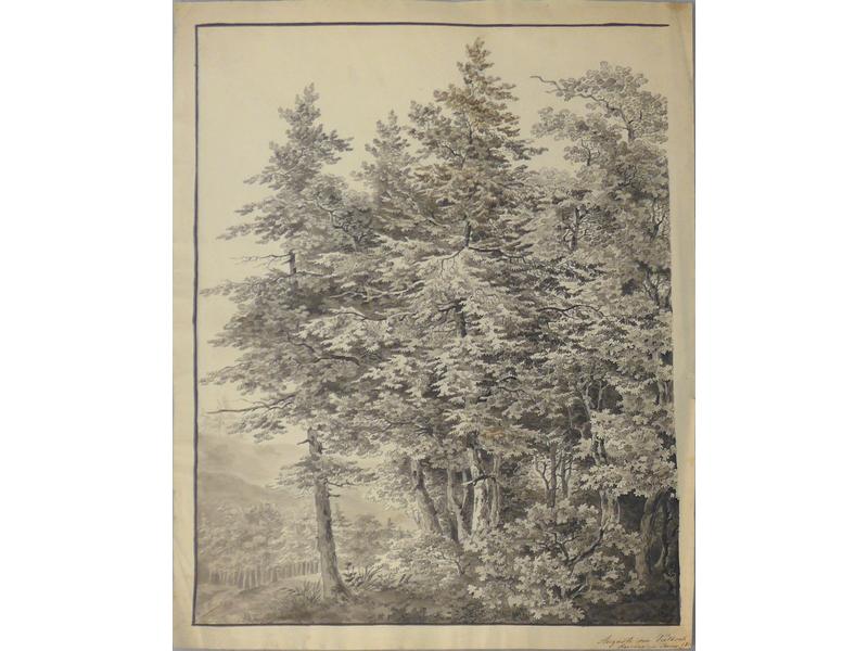 Auguste von TRELLSCH (?)