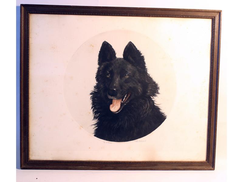 Chien de berger