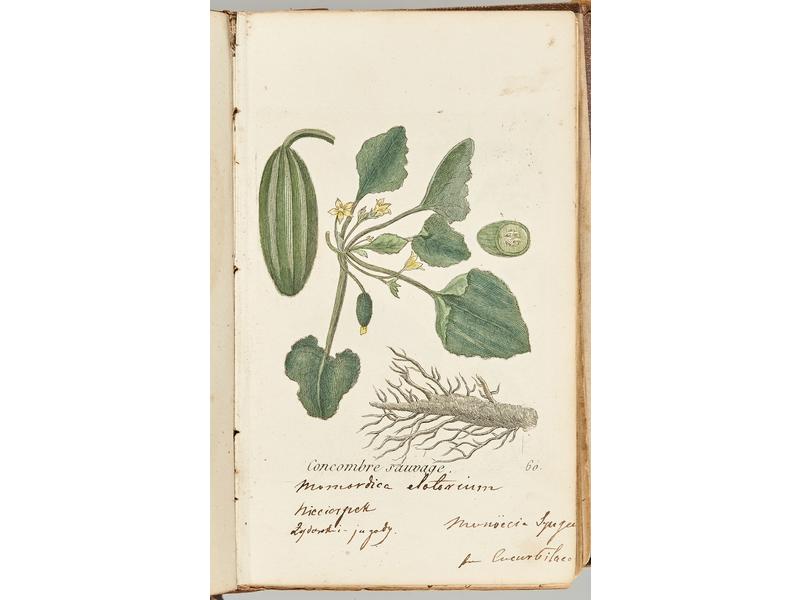 HERBIER MEDICAL. In-12 demi-chagrin d'ép....