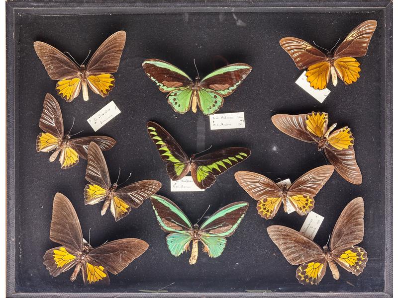[Enthomologie] - DEUX BOÎTES de papillons...