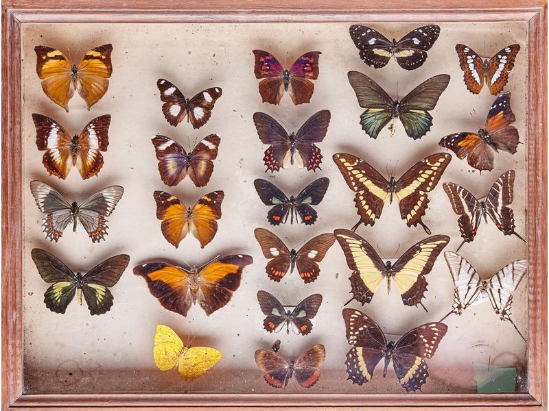 [Enthomologie] - TROIS BOÎTES de papillons...