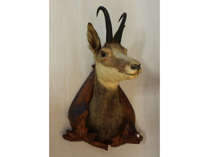 TÊTE DE CHAMOIS en cape.