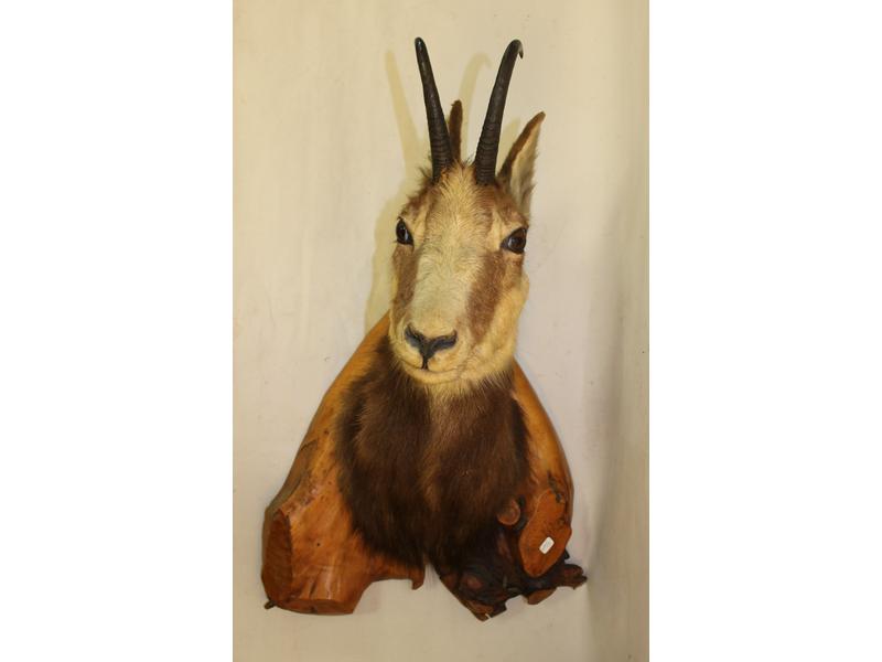 TÊTE DE CHAMOIS en cape.