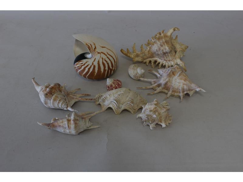LOT D'ENVIRON 10 COQUILLAGES DIVERS.
