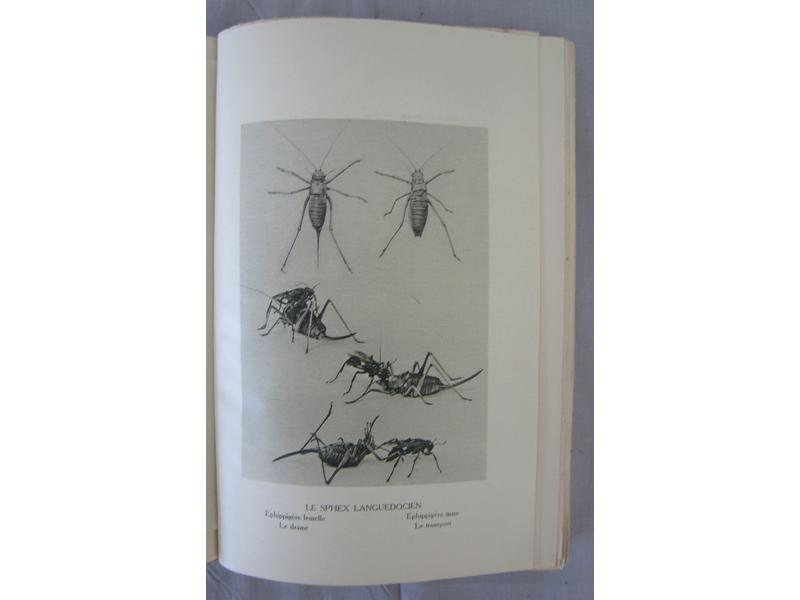 FABRE (J.H.) :  Souvenirs Entomologiques....