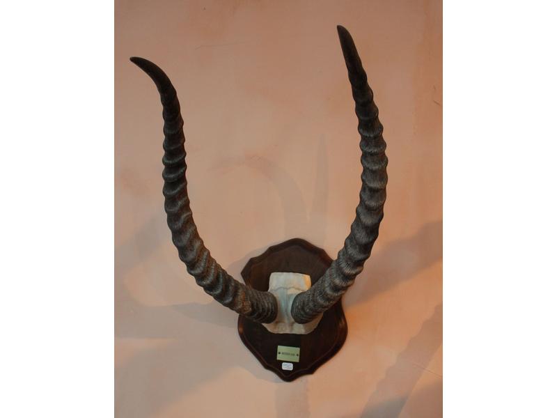 Cob : frontal monté sur écusson avec plaque...