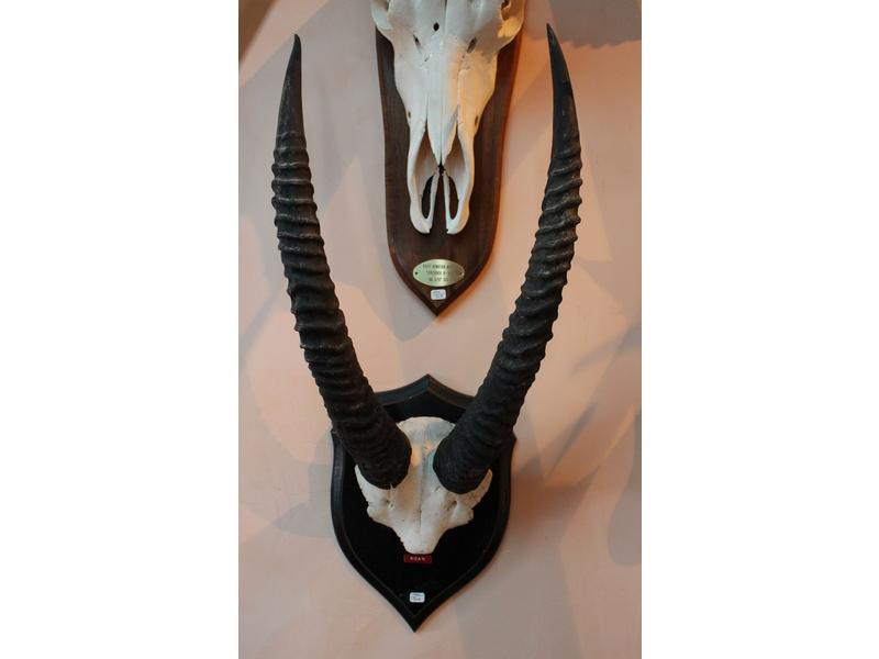 Hippotrague rouan : frontal monté sur éc...