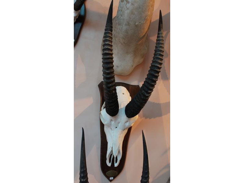 Hippotrague rouan : massacre monté sur écusson...