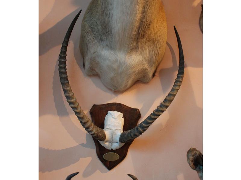 Cob lechwe : frontal monté sur écusson avec...