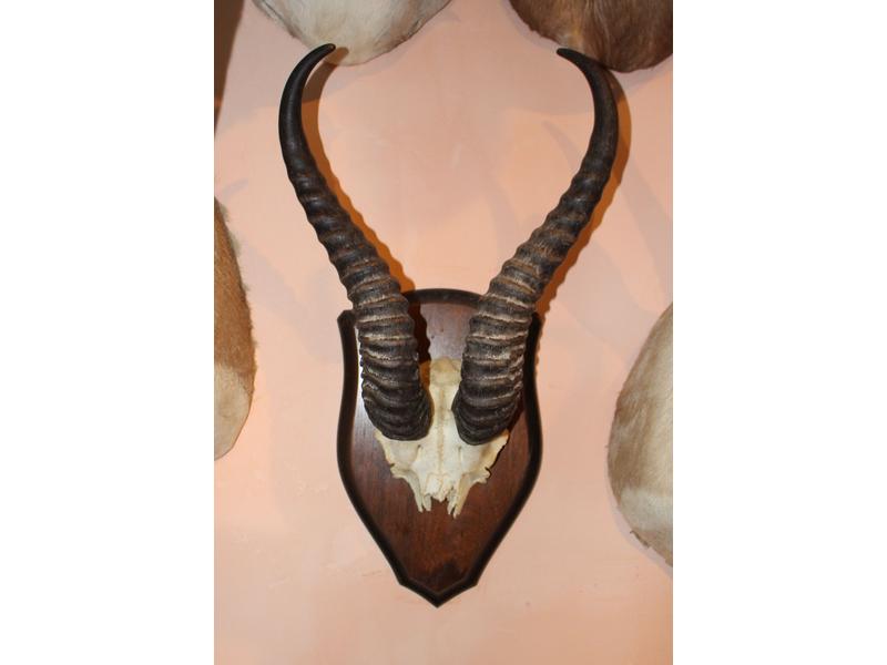 Gazelle springbok : frontal monté sur éc...