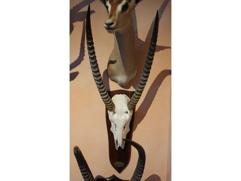 Cob defassa waterbuck : massacre monté sur...