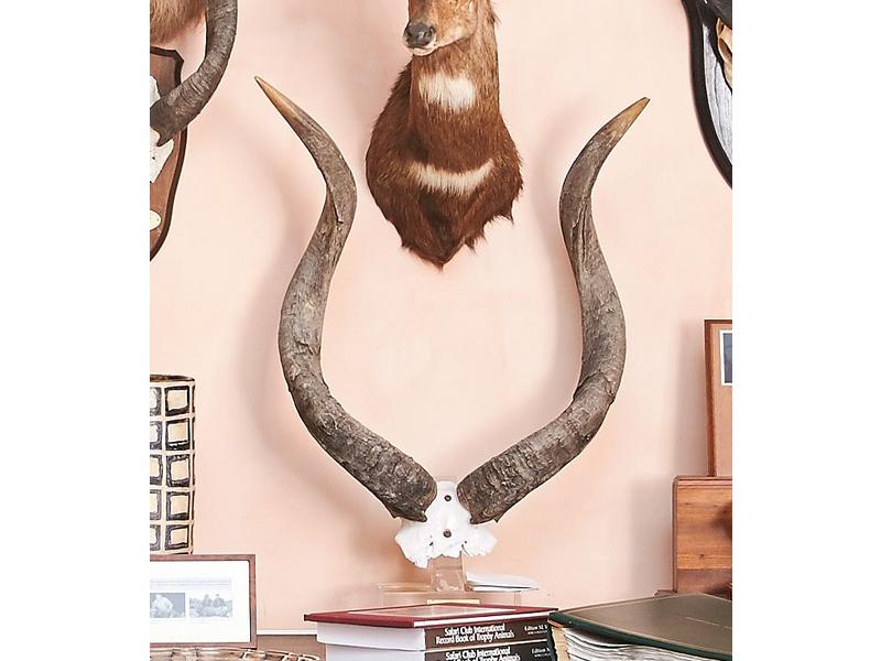 Nyala de montagne : frontal monté sur bloc...