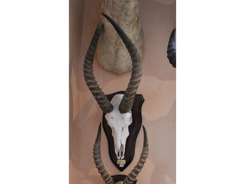 Puku : massacre monté sur écusson avec plaque...