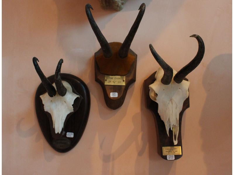 Chamois d’Europe : 1 lot comprenant 3 massacres...