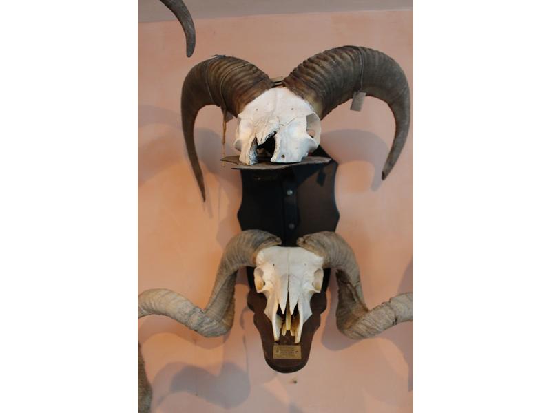 Mouflon d’Europe : 1 lot comprenant 2 massacres...