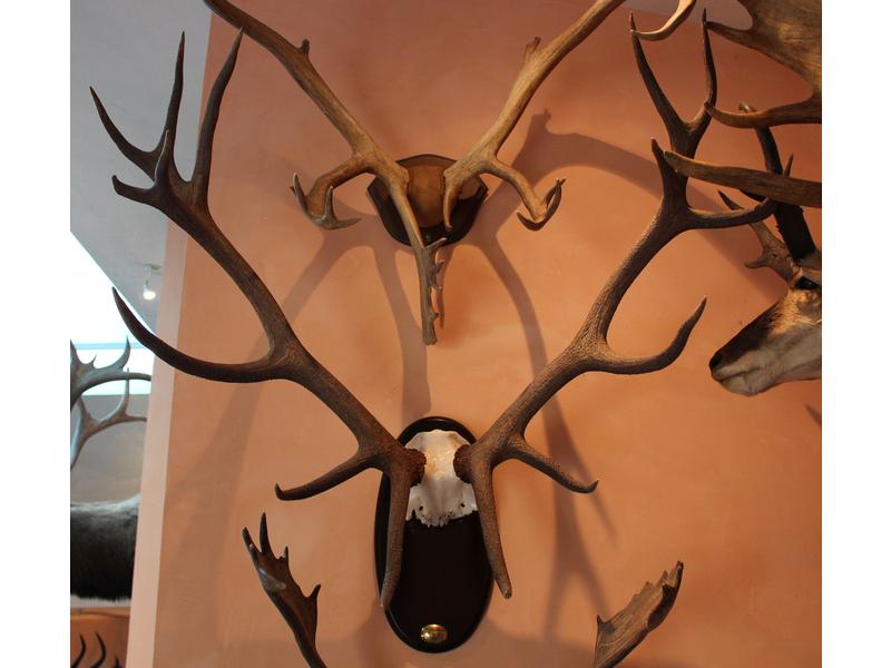 Cerf élaphe : frontal monté sur écusson portant...