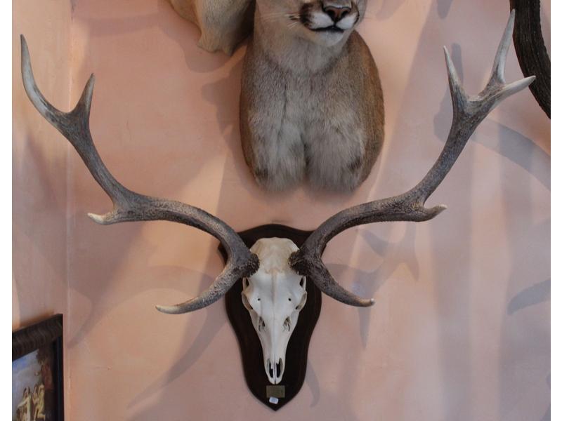 Cerf sika : massacre portant 9 cors monté...