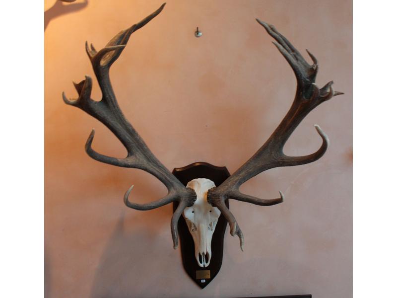 Cerf élaphe : massacre monté sur écusson...