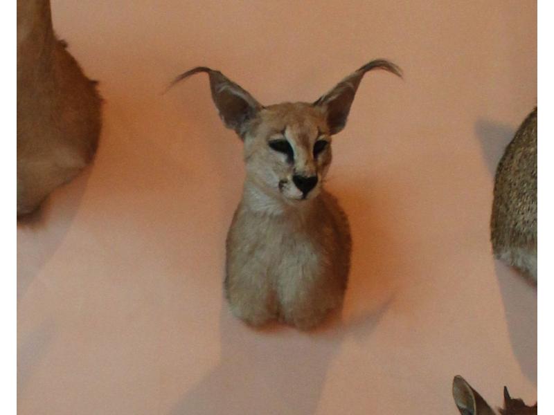 Caracal : tête en cape, très bon état