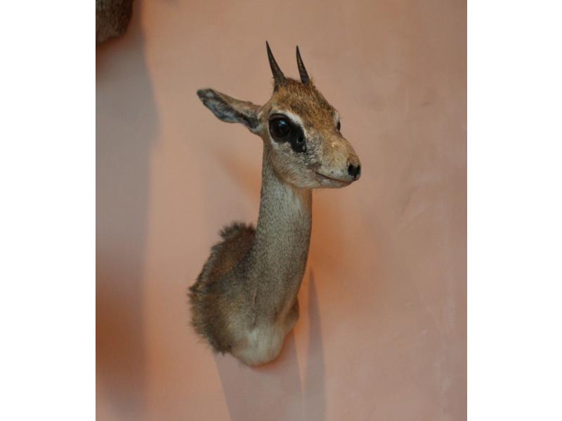 Dik-dik de kirk : tête en cape avec indications...
