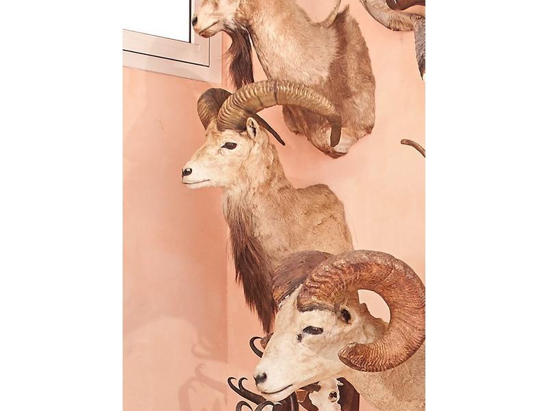 Urial : tête en cape