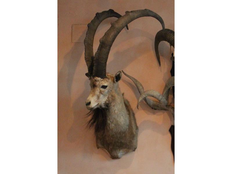 Bouquetin de Nubie ou d’Abyssinie : tête...