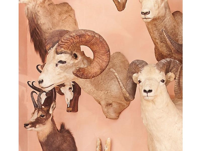 Mouflon de Stone : tête en cape avec légère...