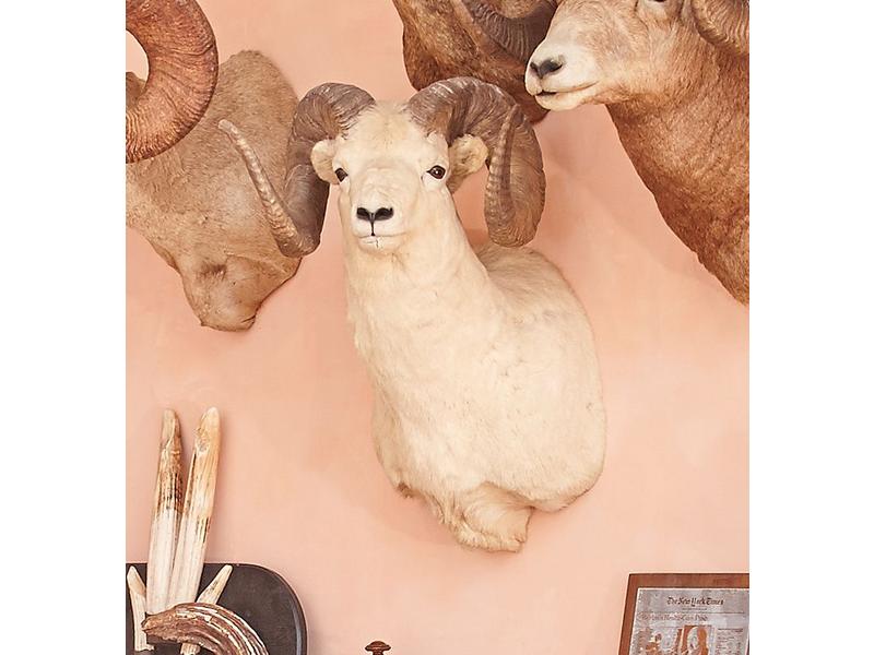 Mouflon de Dall : tête en cape
