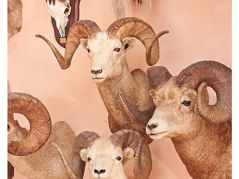 Mouflon spp : tête en cape