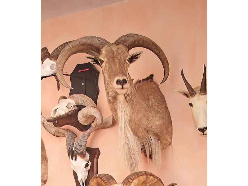 Mouflon à manchettes : tête en cape