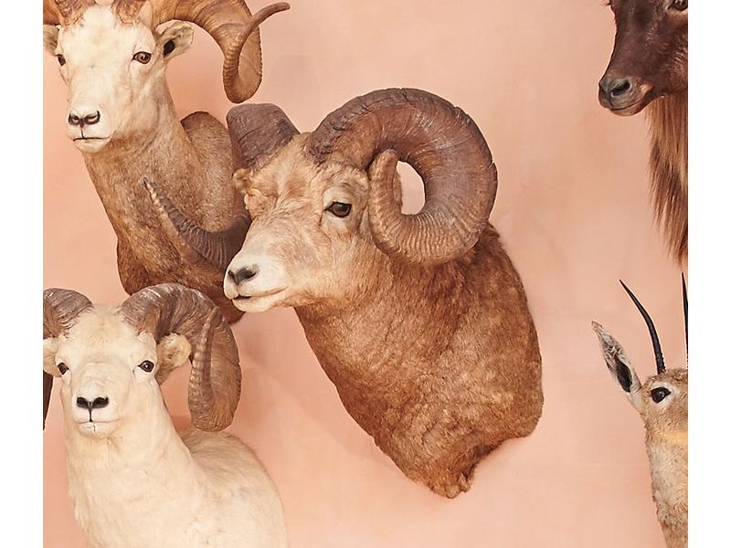 Mouflon de Stone ? : tête en cape