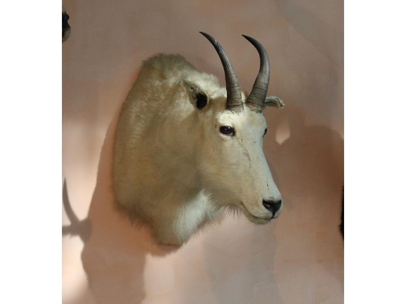 Chèvre des rocheuses : tête en cape avec...