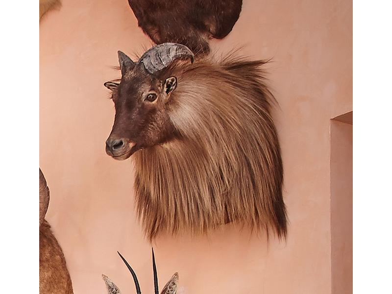Tahr de l’Hymalaya : tête en cape, Nouve...