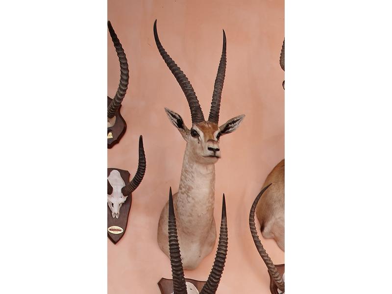 Gazelle de Grant : tête en cape avec indications...
