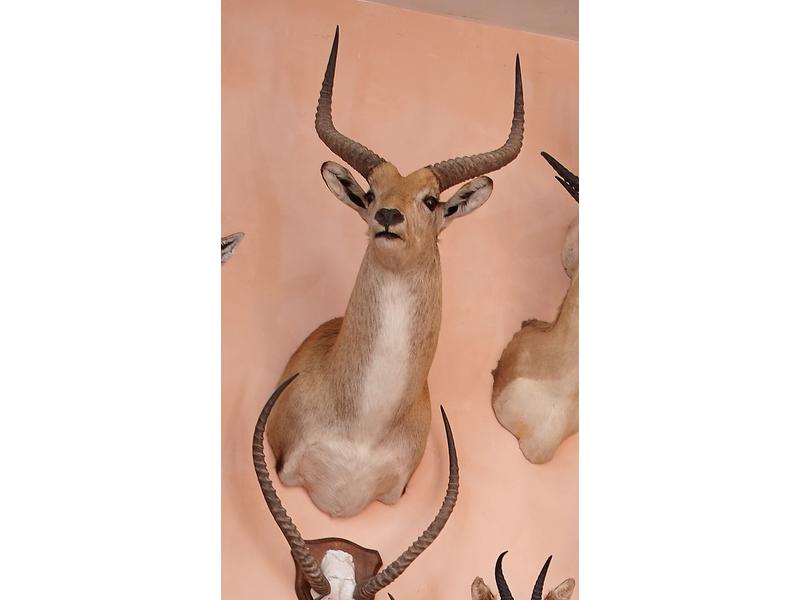 Cob lechwe : tête en cape
