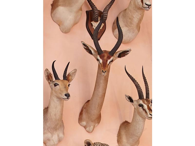 Gazelle de Waller ou Gerenuk : tête en cape...