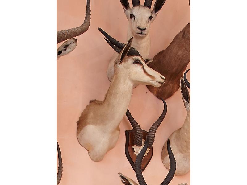 Springbok : tête en cape