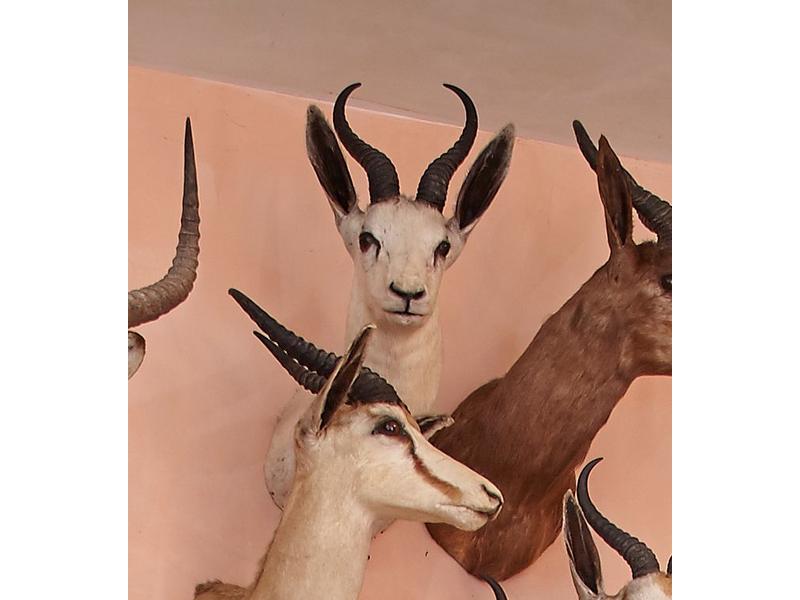 Springbok : tête en cape d’un spécimen en...