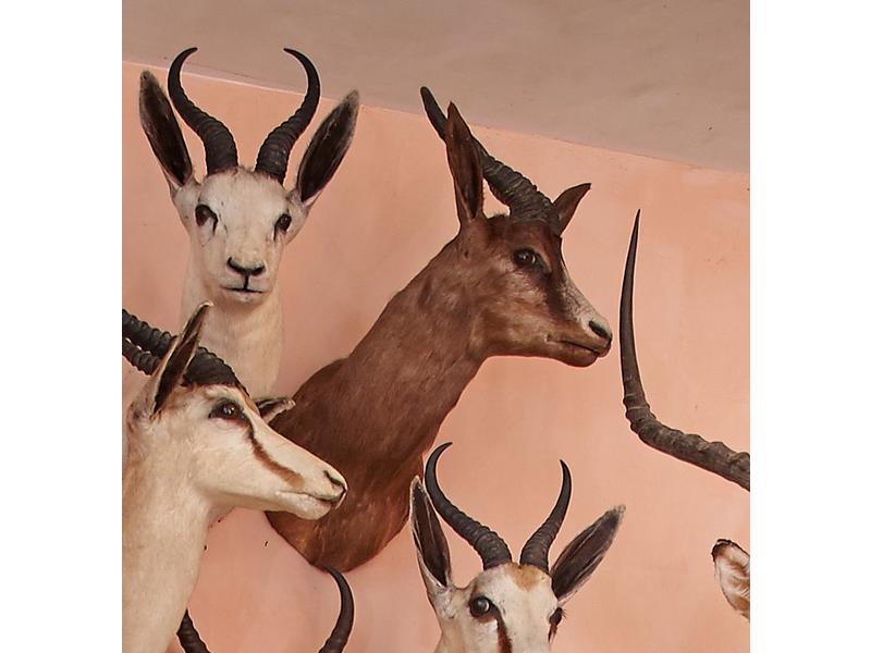 Springbok : tête en cape d’un spécimen en...