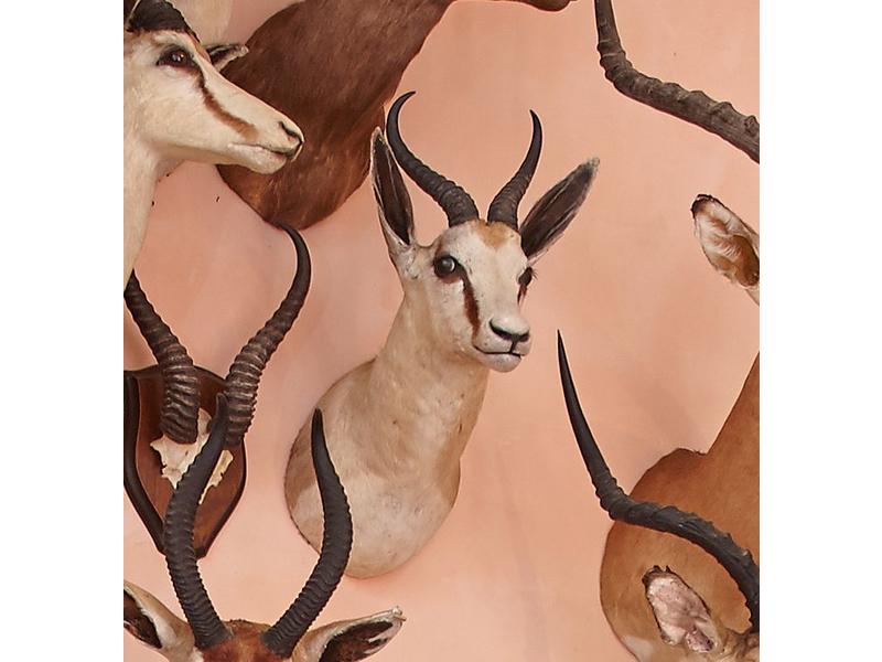 Springbok : tête en cape