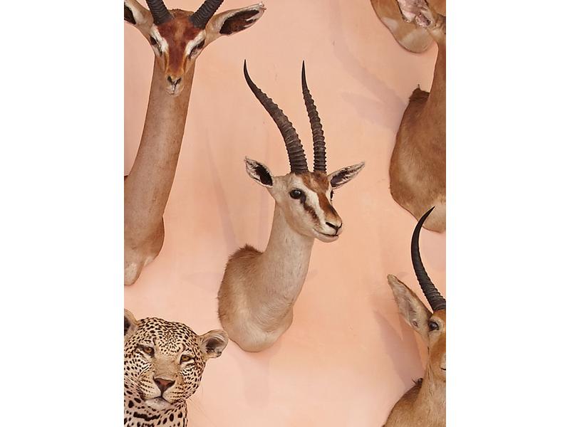 Gazelle de Thomson : tête en cape