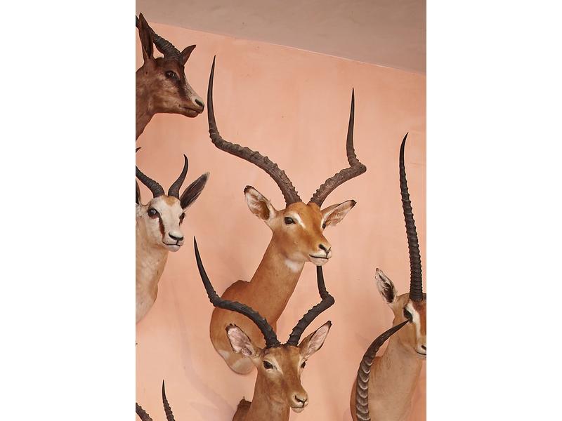 Impala : tête en cape avec indications à...